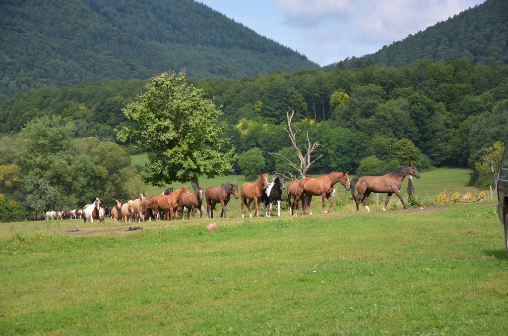 Le Neufeld Bed and Breakfast Oberhaslach Buitenkant foto