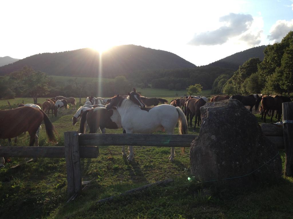 Le Neufeld Bed and Breakfast Oberhaslach Buitenkant foto